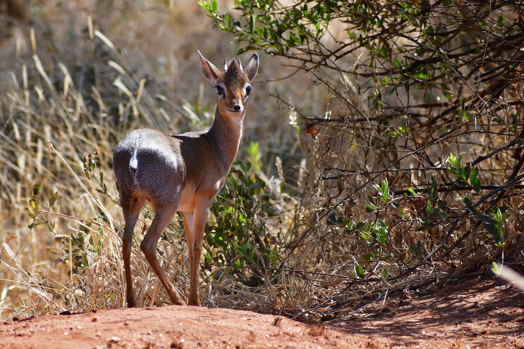 Tarangire NP